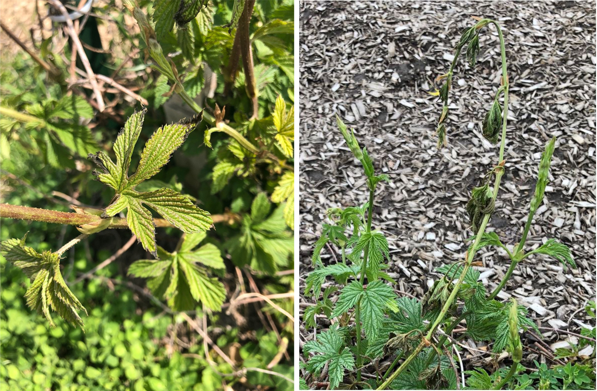 Frost damage on hop crops.